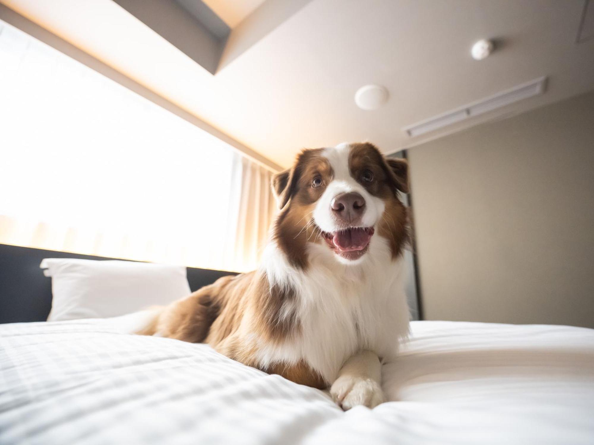 Hotel Anddoggy Kyoto Nijo Buitenkant foto