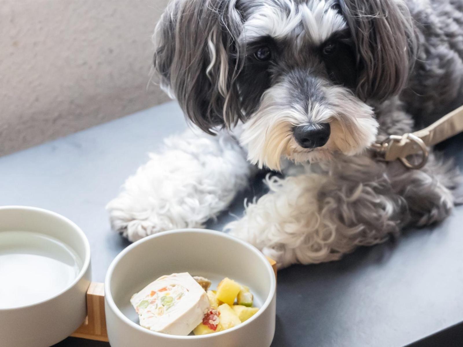 Hotel Anddoggy Kyoto Nijo Buitenkant foto