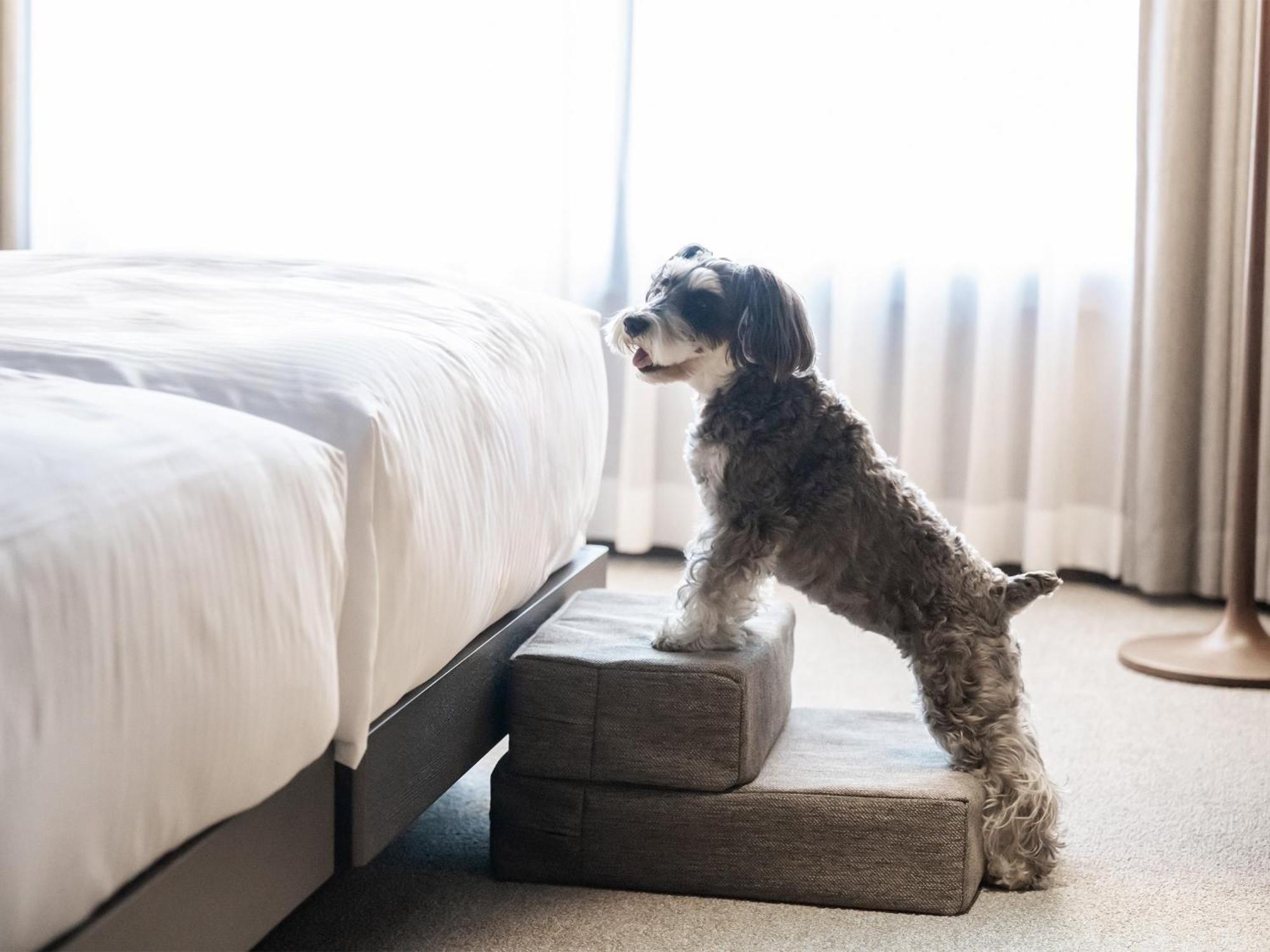 Hotel Anddoggy Kyoto Nijo Buitenkant foto